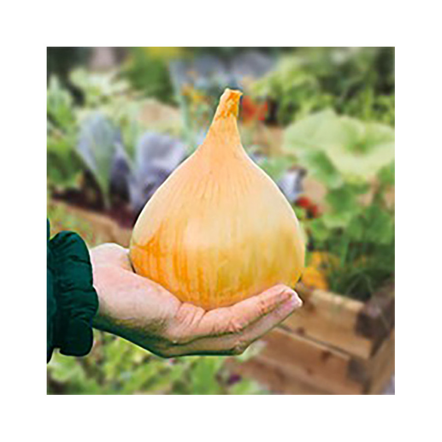 Sīpoli Exhibition, Sīpolu sēklas Exhibition, Lielie sīpoli