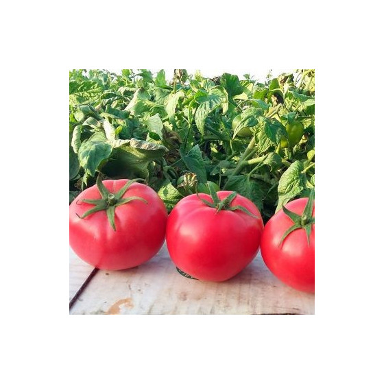 Tomāti Hapynet F1 5 sēklas (Lauka tomāti)