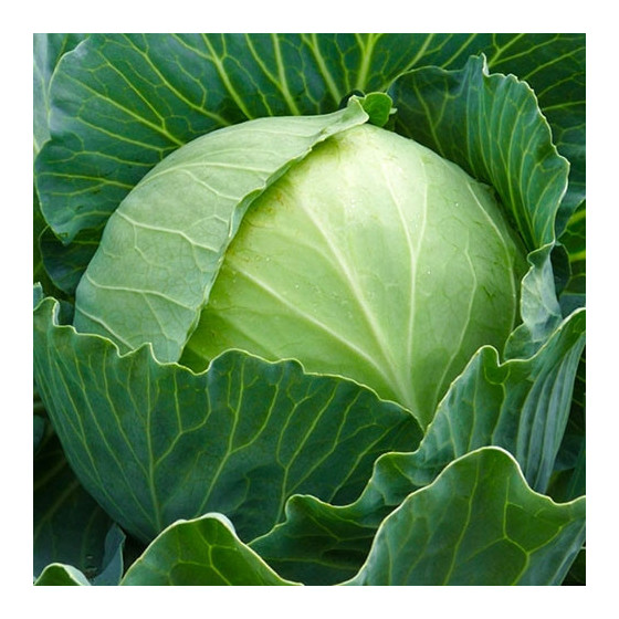 agressor f1, kāposti agresor, kāpostu sēklas, kāpostu sēklas agressor,