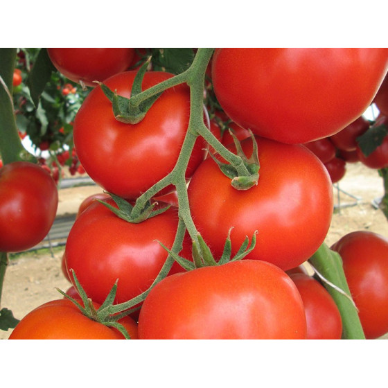 Tomātu sēklas Jasminia F1 (5 sēklas) AKCIJA