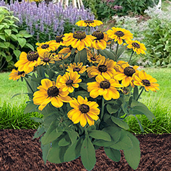 Rudbekijas zemās Toto Lemon 20 sēkl.