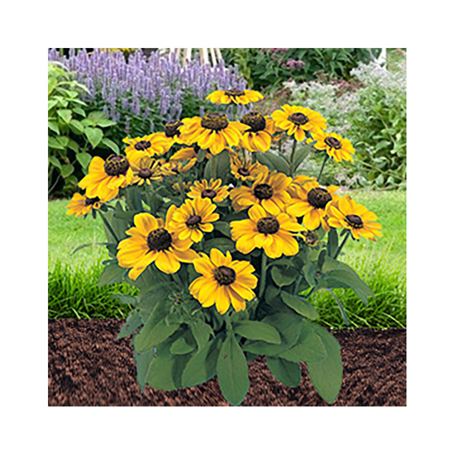 Rudbekijas zemās Toto Lemon 20 sēkl.