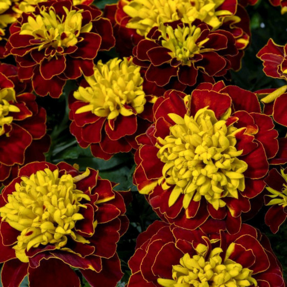 Samtenes zemās Super Hero Spry, Samteņu sēklas