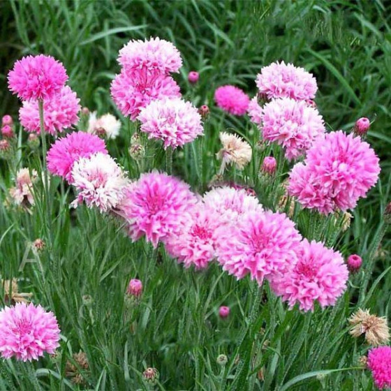 Rudzupuķes, rudzupuķu sēklas, dažādu krāsu rudzupuķes, Centaurea