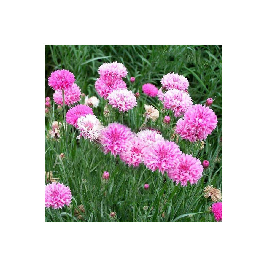 Rudzupuķes, rudzupuķu sēklas, dažādu krāsu rudzupuķes, Centaurea