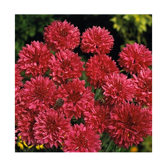 Rudzupuķes, rudzupuķu sēklas, dažādu krāsu rudzupuķes, Centaurea