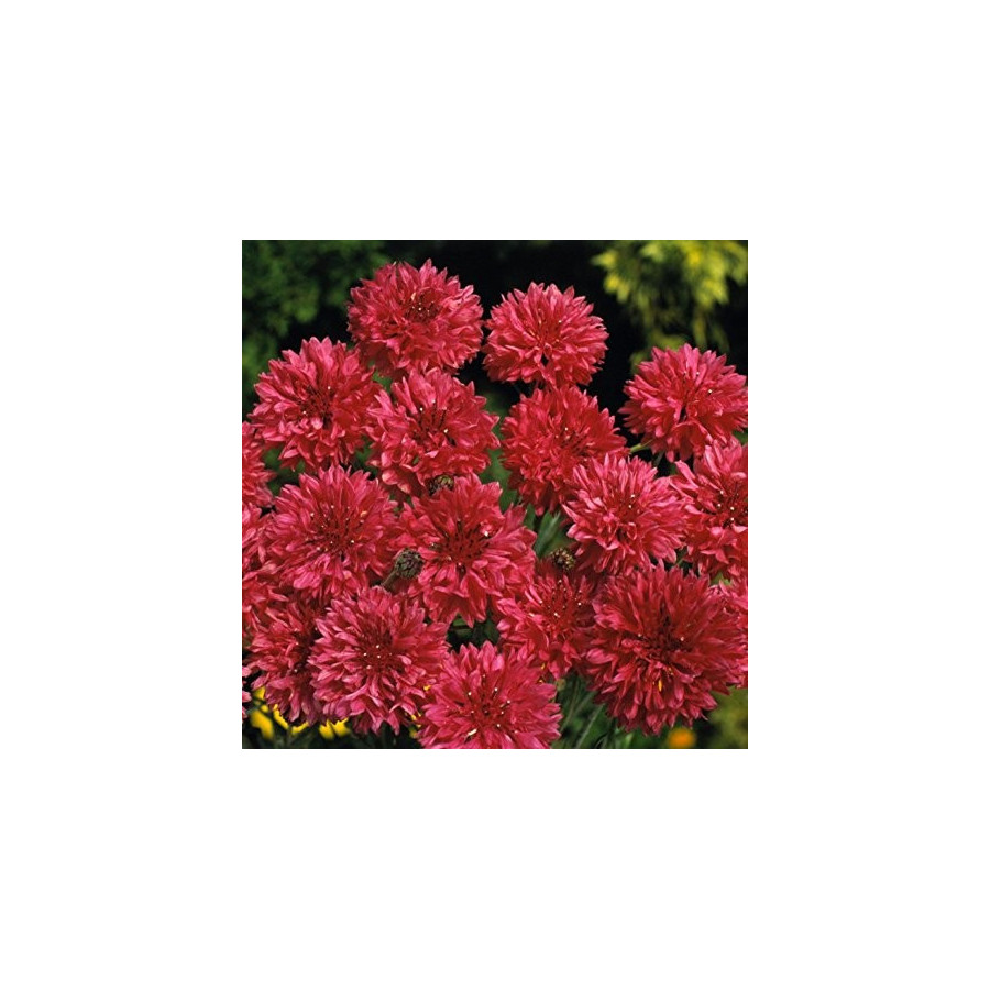 Rudzupuķes, rudzupuķu sēklas, dažādu krāsu rudzupuķes, Centaurea