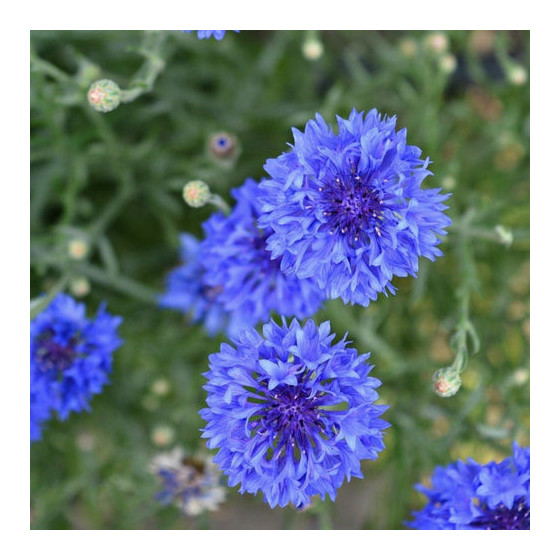 Rudzupuķes blue boy, Rudzupuķu sēklas Blue boy