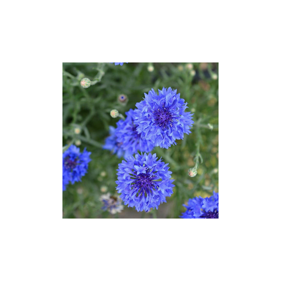 Rudzupuķes blue boy, Rudzupuķu sēklas Blue boy