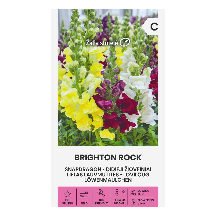 Lauvmutītes lielās Brighton Rock 0,5g *
