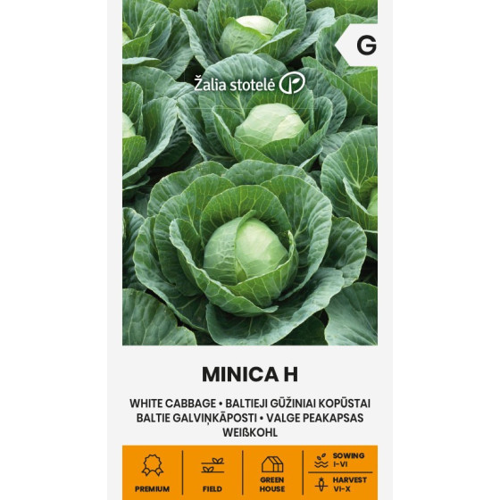 Baltie galviņkāposti Minca H