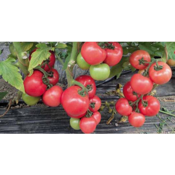 Tomāti Esmira F1(10s)*