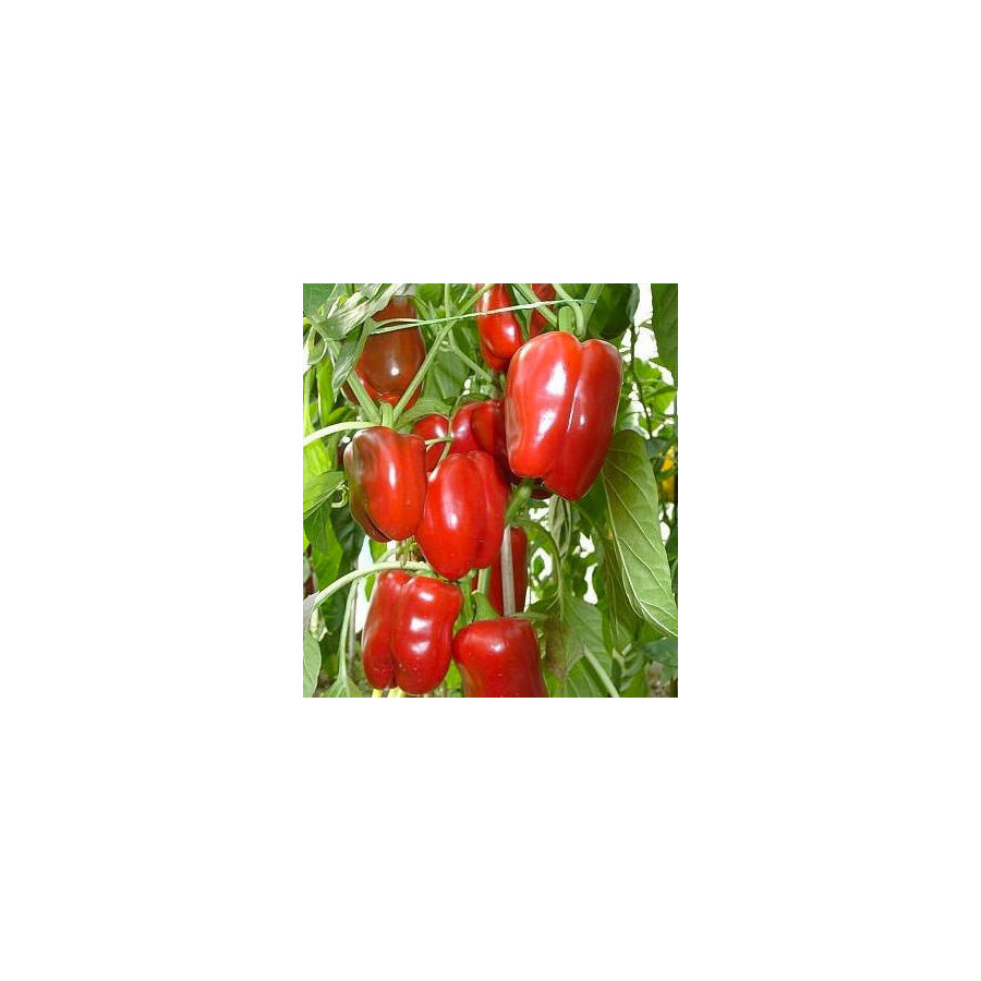 Paprika Jupiter 10s