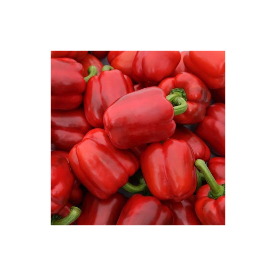 Paprika Jupiter 10s