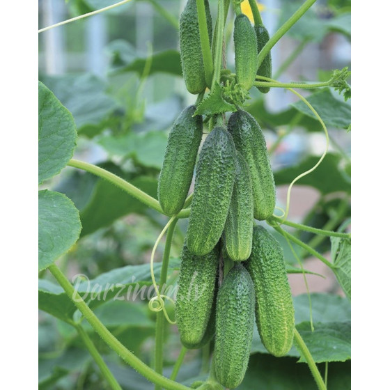 Gurķi Majestosa F1, Gurķu sēklas Majestosa F1