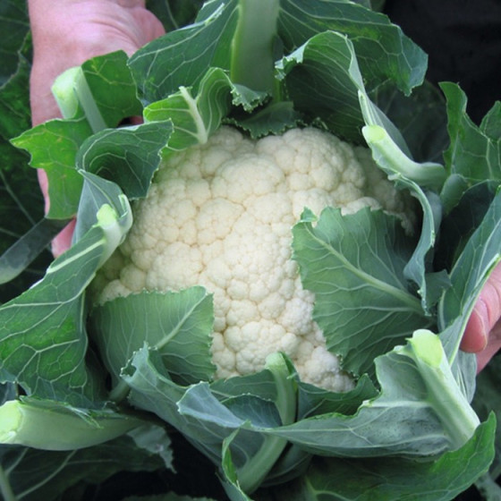 Ziedkāposti Oviedo F1 0,2g