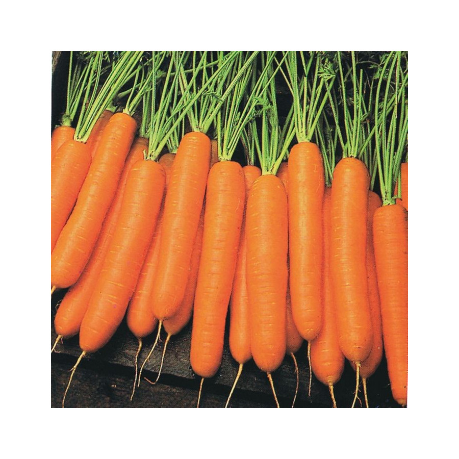 Burkāni Napoli, Burkānu sēklas Napoli, Napoli F1