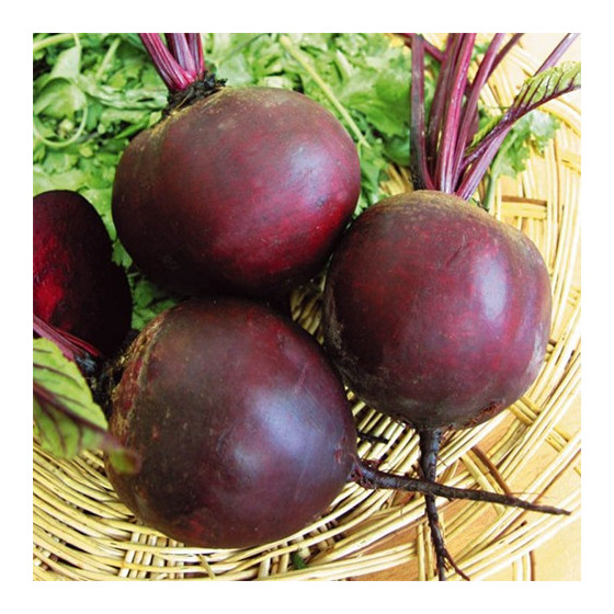 Bietes Cardeal, bBetes Cardial, biešu sēklas, bietes, Cardial f1