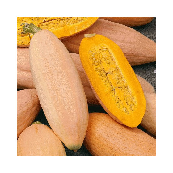 Ķirbji Pink Banana Jumbo 3s