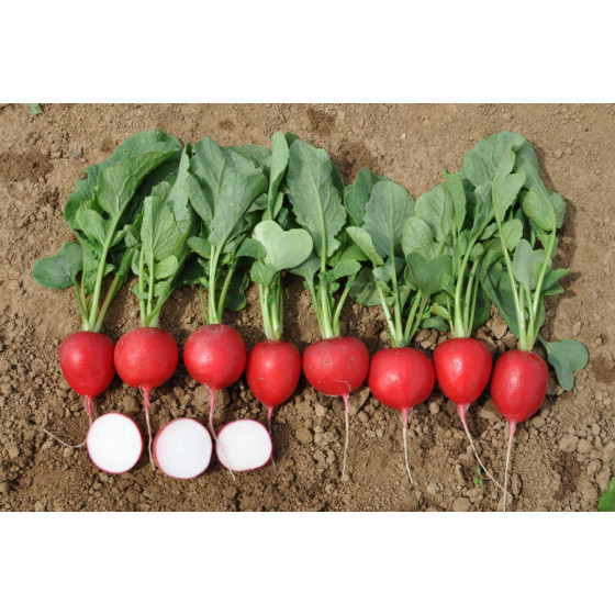 Redīsi Diego, Redīsu sēklas Diego F1