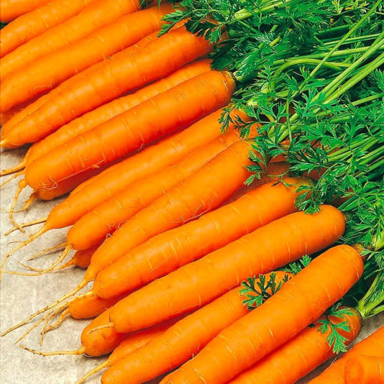 Burkāni Amsterdam 3 50g (Agrīni)