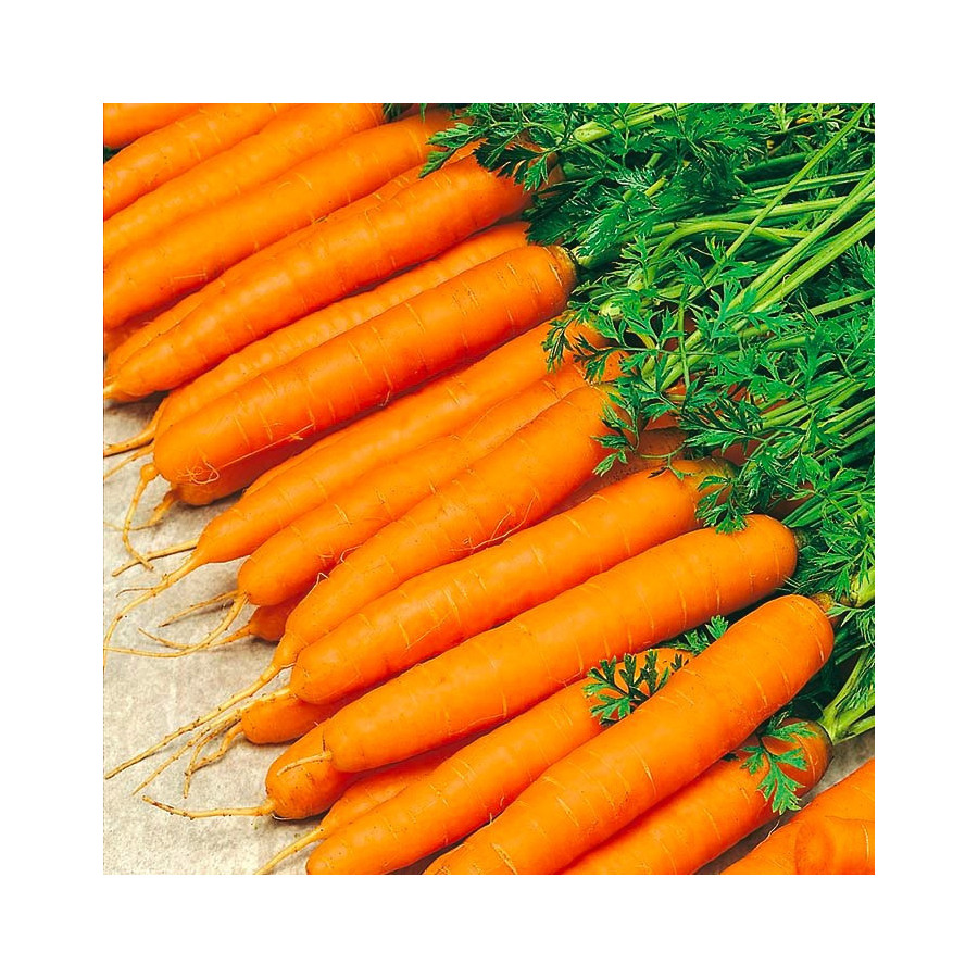 Burkāni Amsterdam 3 50g (Agrīni)
