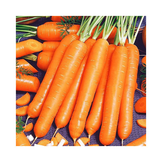 Burkāni Maestro, Burkānu sēklas Maestro