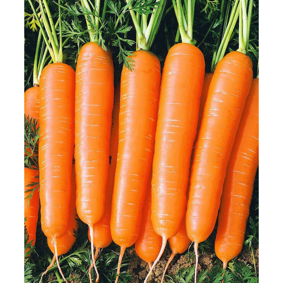 Burkāni Bolero, Burkānu sēklas Bolero