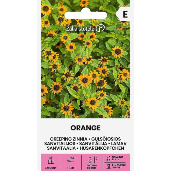 Sanvitālija pazvilā Orange, Sanvitalia procumbens Lam.