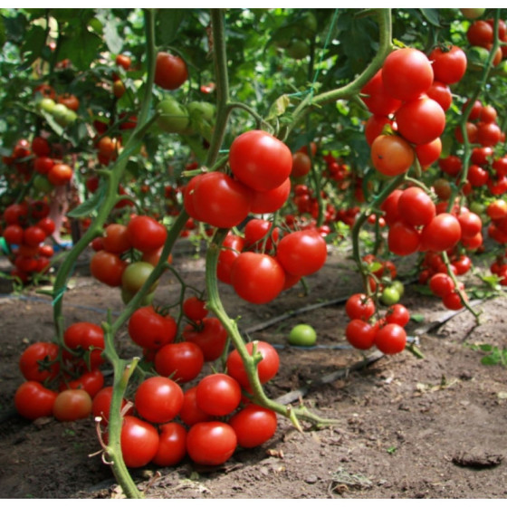 Tomāti Cristal, Tomātu sēklas Cristal F1, Cristal F1, Kristal tomāti