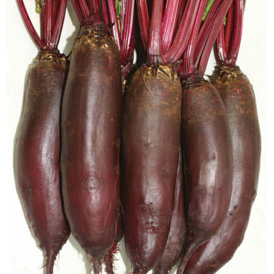 Galda bietes Taunus F1 (~500 sēklas)