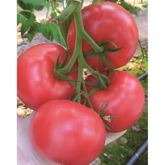 Tomāti Tomimaru Muchoo F1, Tomātu sēklas Tomimaru Muchoo F1