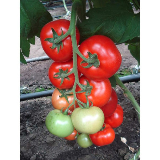 Tomātu sēklas Clarabella F1, Tomāti Clarabella F1