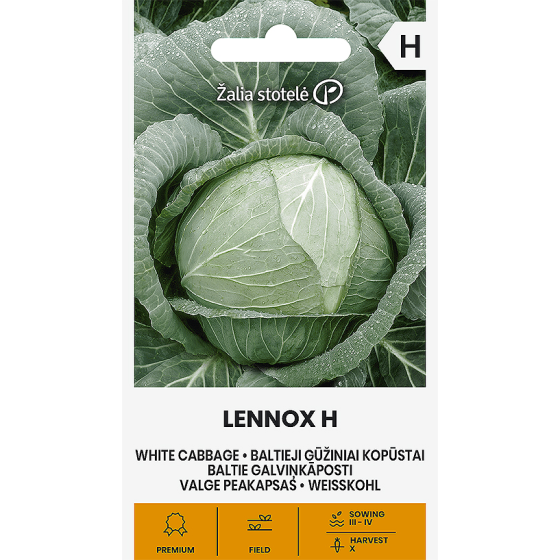 Baltie galviņkāposti LENNOX H, Kāposti Lennox, Kāposti Lenox, Kāpostu sēklas Lennox