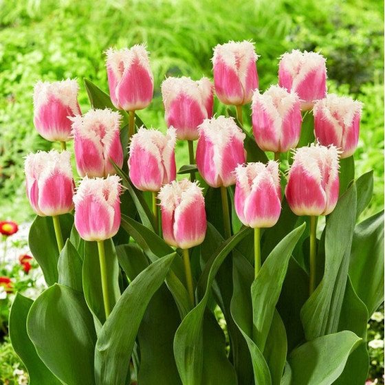 Tulpes HAWAII (izm.11-12) 4gb, Tulpju sīpoli Hawaii