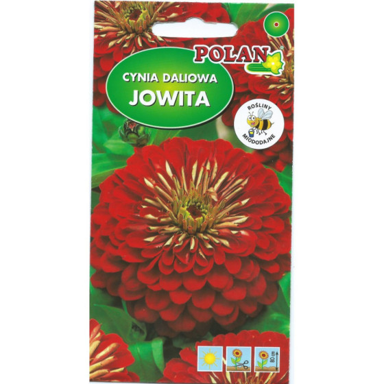 Cinnijas Jowita, Cinniju sēklas Jowita, Cinijas, Ciniju sēklas, Cīniju sēklas, Cīnijas