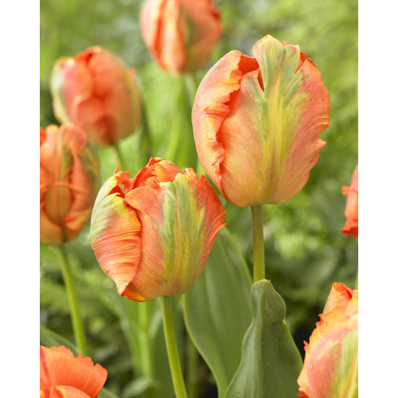 Tulpes FLOWER POWER, Papagaiļziedu tulpes, Papagaiļu tulpes