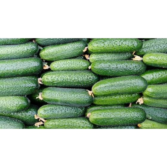 Gurķi Dolomit, Gurķu sēklas Dolomit, Dolomit F1