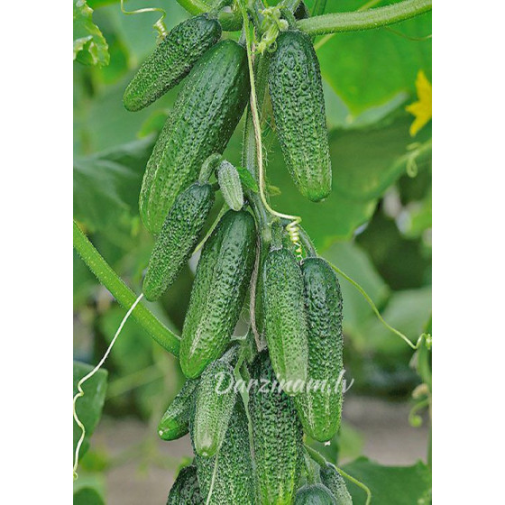 Gurķi Claudine F1, Gurķu sēkals Claudine F1