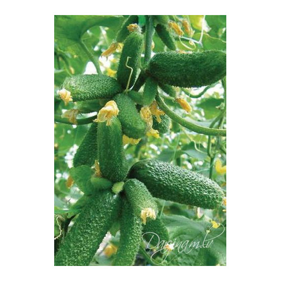 Gurķu sēklas Trilogy (10s)