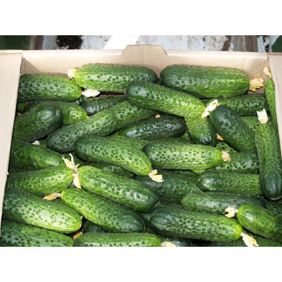 Gurķi MIRABELLE F1, Gurķu sēklas Mirabelle, Gurķi Mirabella