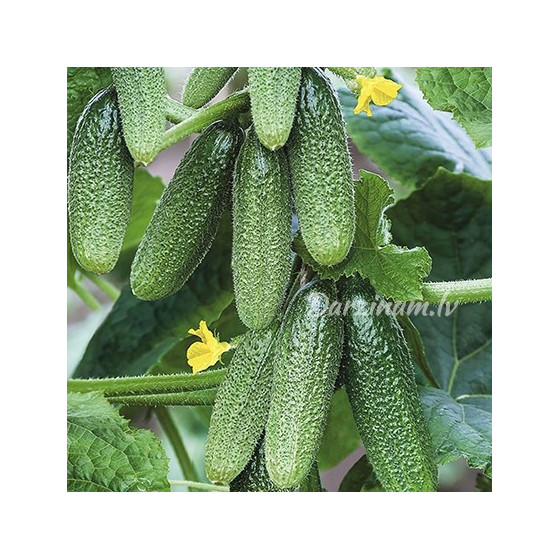 Gurķu sēklas Harmonie F1 (10s)