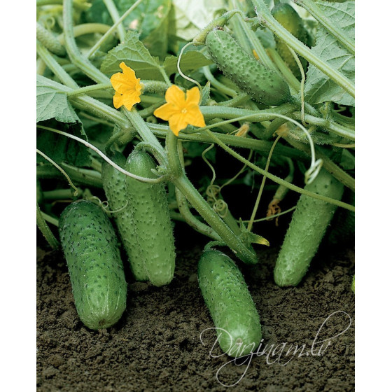 Gurķi Componist F1, Gurķu sēklas Componist, Gurķi Komponist