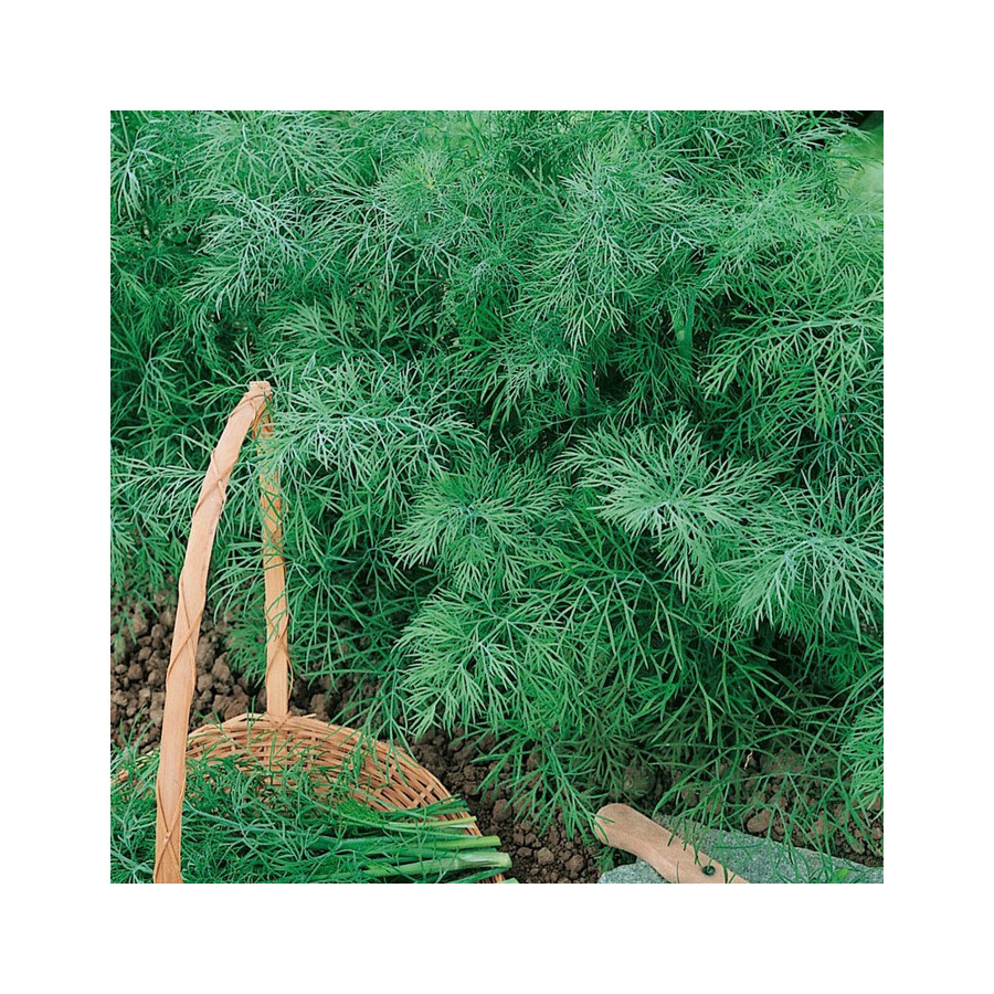 Dilles Sprinter 500g