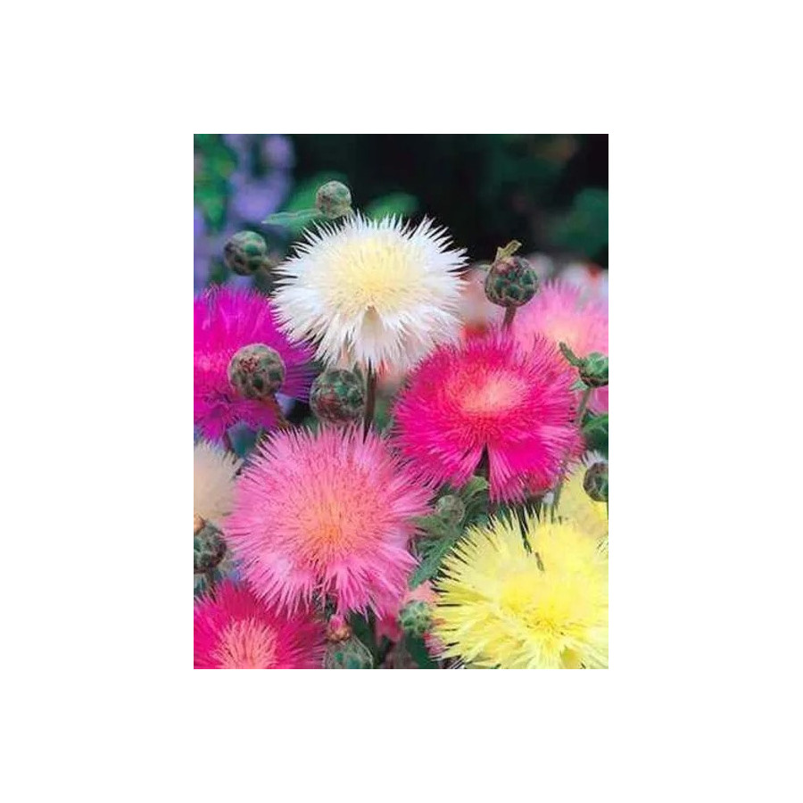 Rudzupuķes, rudzupuķu sēklas, dažādu krāsu rudzupuķes, Centaurea, Centaurea imperialis