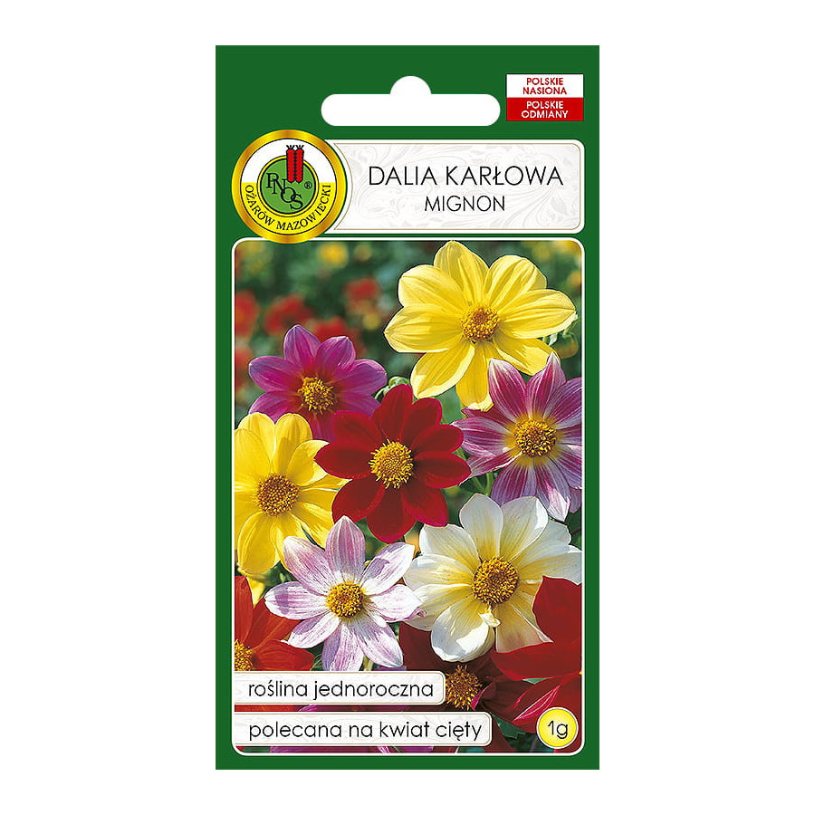 Dālijas, dāliju sēklas, vasaras dālijas, vasaras dāliju sēklas, Dahlia pinnata