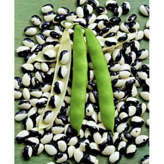 Pupiņas Ying Yang 3g, Franču pupiņas, Franču pupiņu sēklas