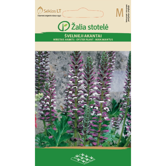 Akants, Akanta sēklas, Akantu sēklas, Acanthus mollis var. viciosoi