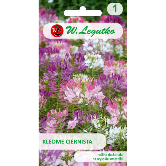 Kleome, Kleomes sēklas, Cleome Spinosa