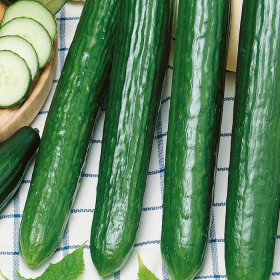Gurķi Saladin, Gurķu sēklas Saladin F1, Gurķi Zozuļa, Gurķu sēklas Zazuļa